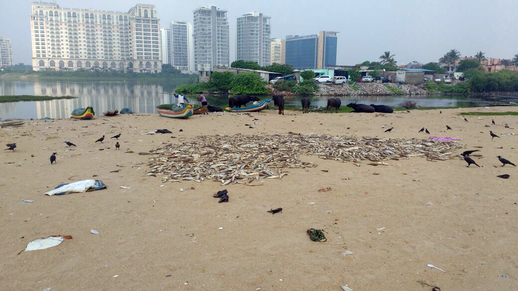 Crows gather around the dead fish on the shores of Urur Olcott Kuppam village in South Chennai. (Credit: K Saravanan) Crows gather around the dead fish on the shores of Urur Olcott Kuppam village in South Chennai. (Credit: K Saravanan)