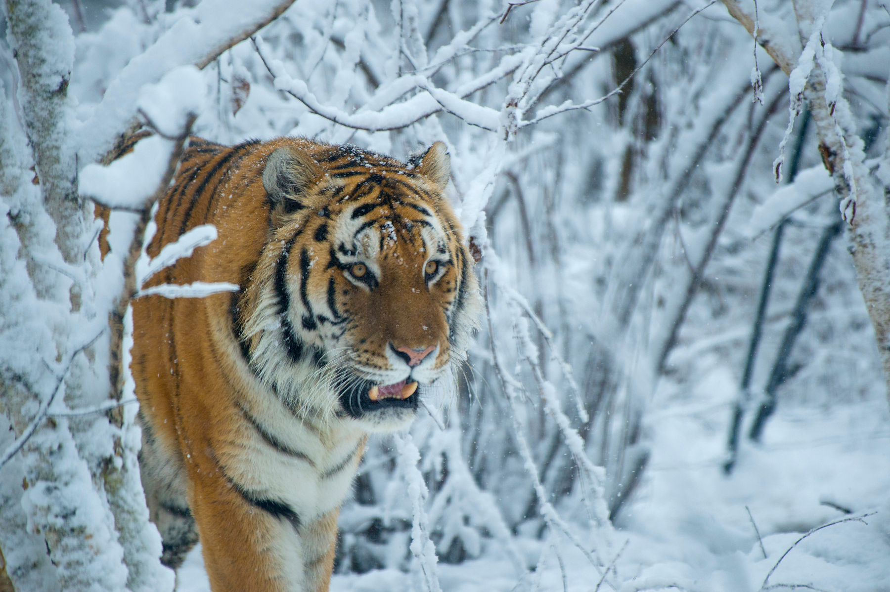 Amur tiger. Photo credit: Julie Larsen Maher Amur tiger. Photo credit: Julie Larsen Maher