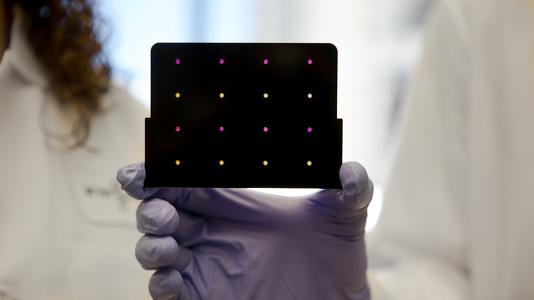 Molecular biology technology has made possible simple diagnostic tools, like this paper-based test for Zika. Areas that have turned purple indicate samples infected with the virus. Wyss Institute at Harvard University, CC BY-ND Molecular biology technology has made possible simple diagnostic tools, like this paper-based test for Zika. Areas that have turned purple indicate samples infected with the virus. Wyss Institute at Harvard University, CC BY-ND