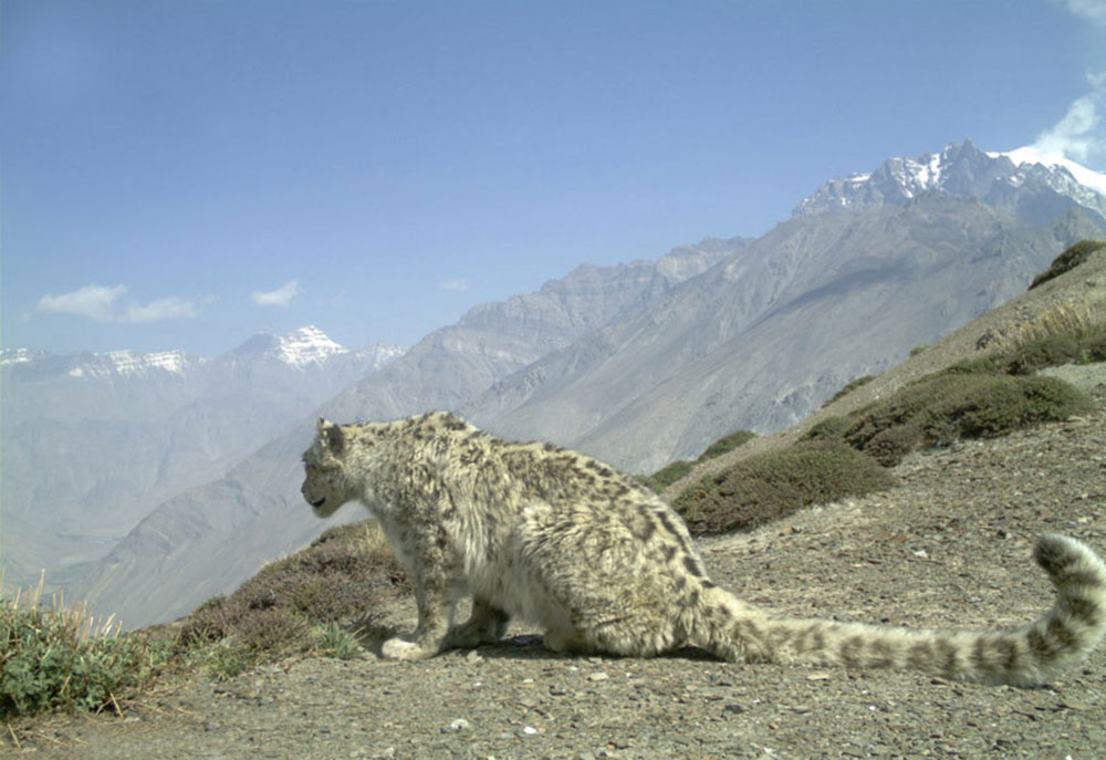 A snow leopard. Photo credit: NCF India/Snow Leopard Trust A snow leopard. Photo credit: NCF India/Snow Leopard Trust