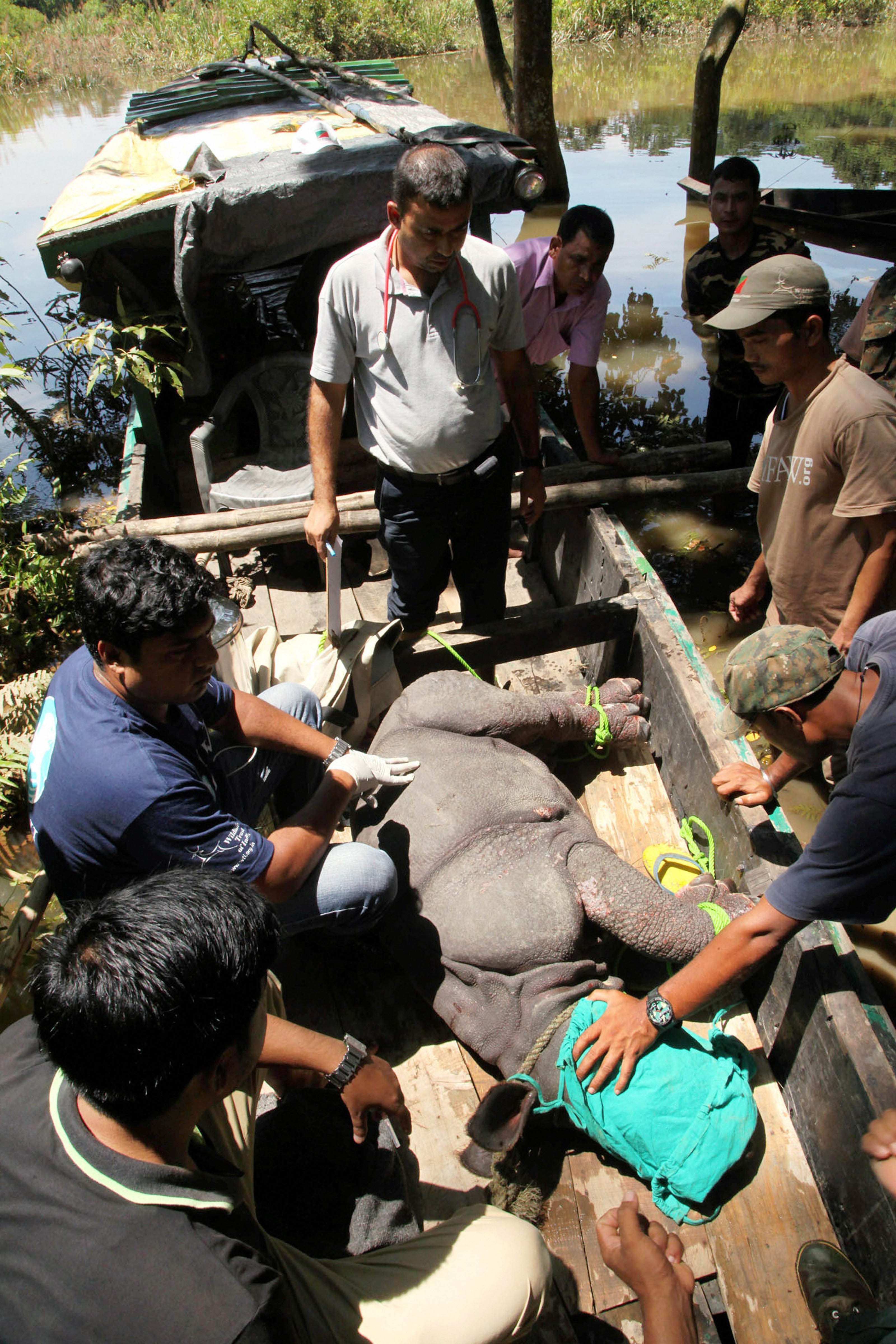 A rhino calf was rescued from the flooded Kaziranga National Park. (Source: PTI) A rhino calf was rescued from the flooded Kaziranga National Park. (Source: PTI)