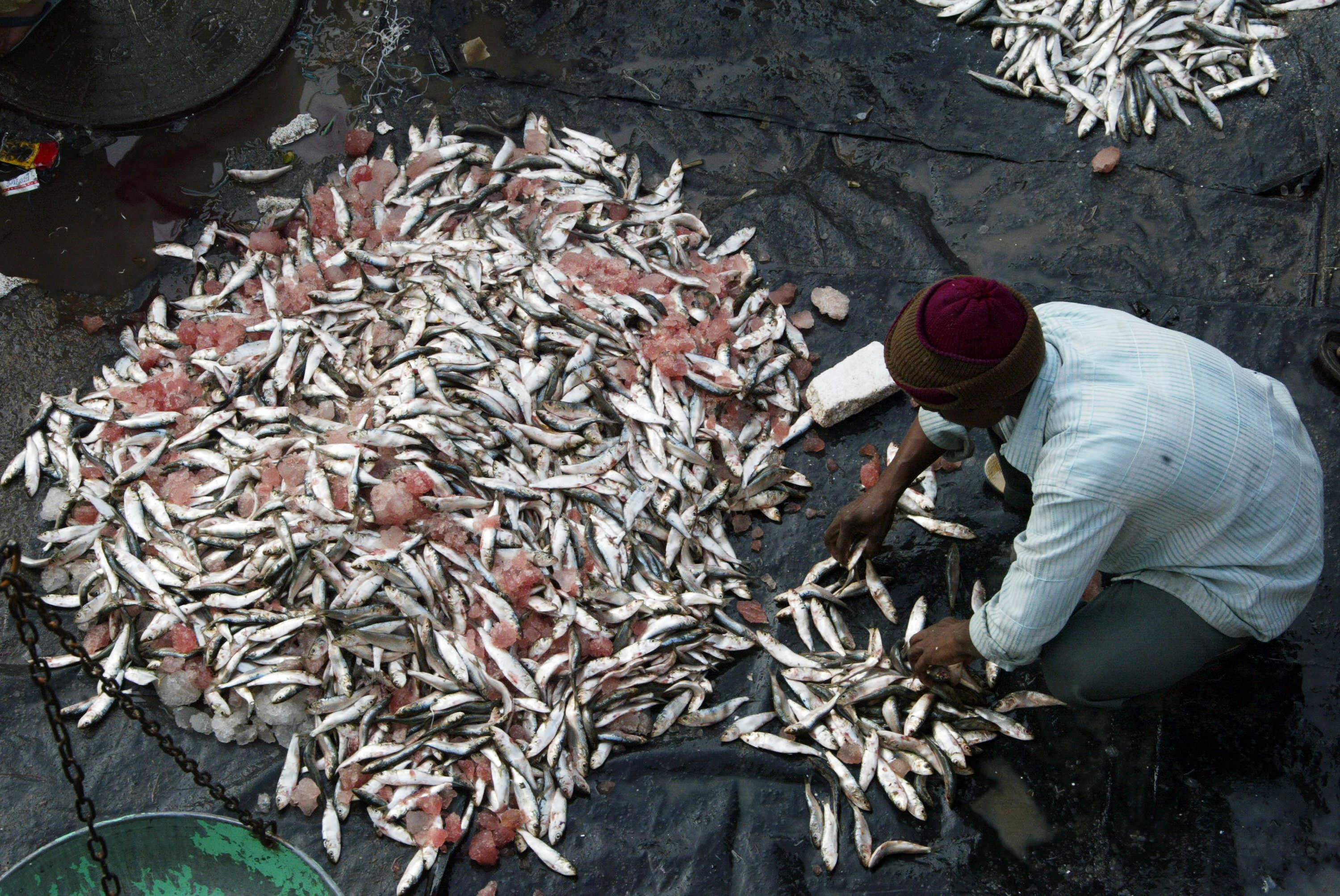 Domestic fish markets and fish landing centres lack even the basics – water, proper drainage, crushed ice, hygienic transportation boxes and other infrastructure – leading to large post-harvest losses. (Credit: Noah Seelam / AFP) Domestic fish markets and fish landing centres lack even the basics – water, proper drainage, crushed ice, hygienic transportation boxes and other infrastructure – leading to large post-harvest losses. (Credit: Noah Seelam / AFP)