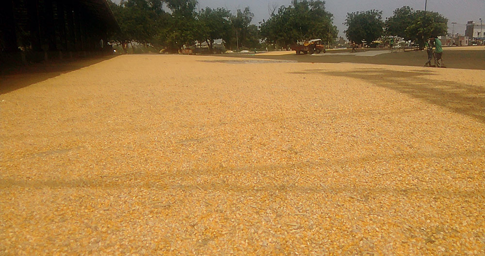 Maize at the Shahabad mandi in Haryana. (Photo credit: Abhishek Dey). Maize at the Shahabad mandi in Haryana. (Photo credit: Abhishek Dey).