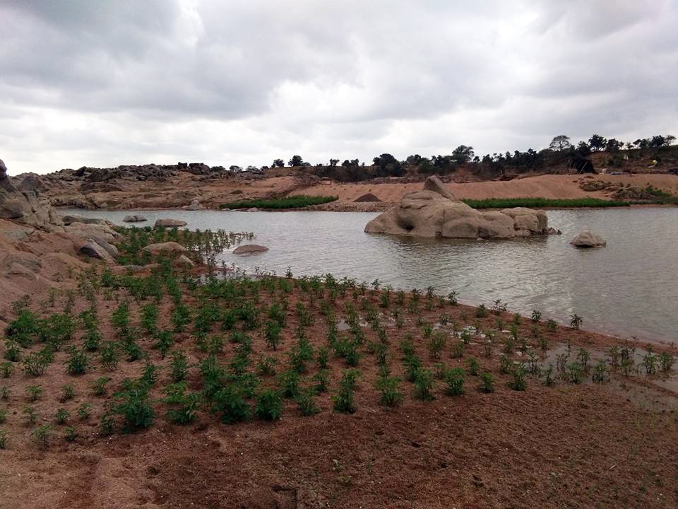 Tomatoes being grown on the banks of Ken in Banda. (Photo Credit: Raksha Kumar) Tomatoes being grown on the banks of Ken in Banda. (Photo Credit: Raksha Kumar)