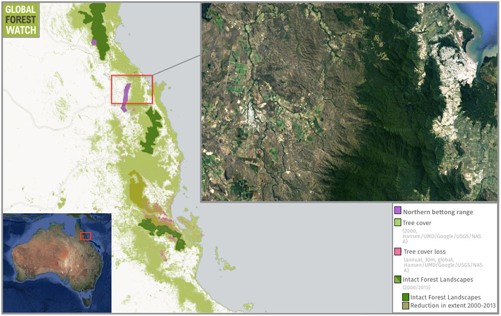 The eastern coast of northern Australia is ringed by tropical forests. Satellite data from the University of Maryland indicate the region shown lost around 4 percent of its remaining tree cover between 2001 and 2015, and its intact forest landscapes were reduced by about a third between 2000 and 2013. Of the two known locations with viable northern bettong populations, imagery from Google Earth shows one is sandwiched between the city of Cairns and an agricultural area. The eastern coast of northern Australia is ringed by tropical forests. Satellite data from the University of Maryland indicate the region shown lost around 4 percent of its remaining tree cover between 2001 and 2015, and its intact forest landscapes were reduced by about a third between 2000 and 2013. Of the two known locations with viable northern bettong populations, imagery from Google Earth shows one is sandwiched between the city of Cairns and an agricultural area.