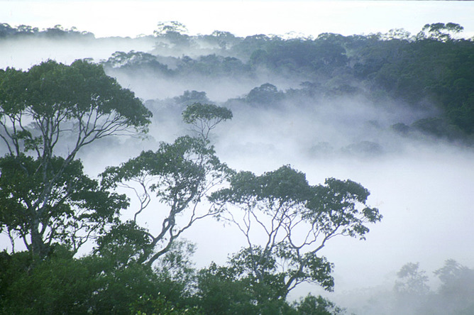 A dawn mist rises over the Amazon rainforest. William Laurance A dawn mist rises over the Amazon rainforest. William Laurance
