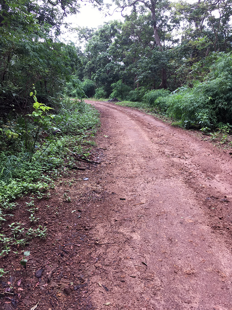 It takes a trek of 10 km on this path to reach Chaparai village. It takes a trek of 10 km on this path to reach Chaparai village.