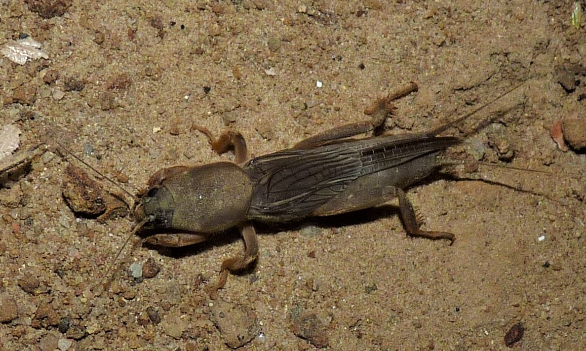 Mole cricket. Credit: Geetha Iyer. Mole cricket. Credit: Geetha Iyer.