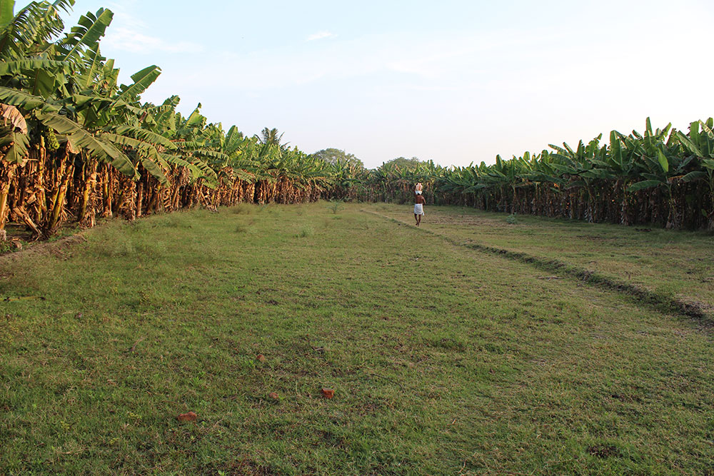 Nehru is a zamindar, owning hundreds of acres of plantain, coconut and paddy; a view of his plantain plantation. Credit: Sandhya Ravishankar Nehru is a zamindar, owning hundreds of acres of plantain, coconut and paddy; a view of his plantain plantation. Credit: Sandhya Ravishankar