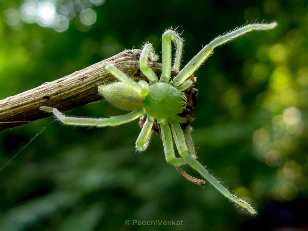 Green crab spider. Credit: Poochi Venkat Green crab spider. Credit: Poochi Venkat