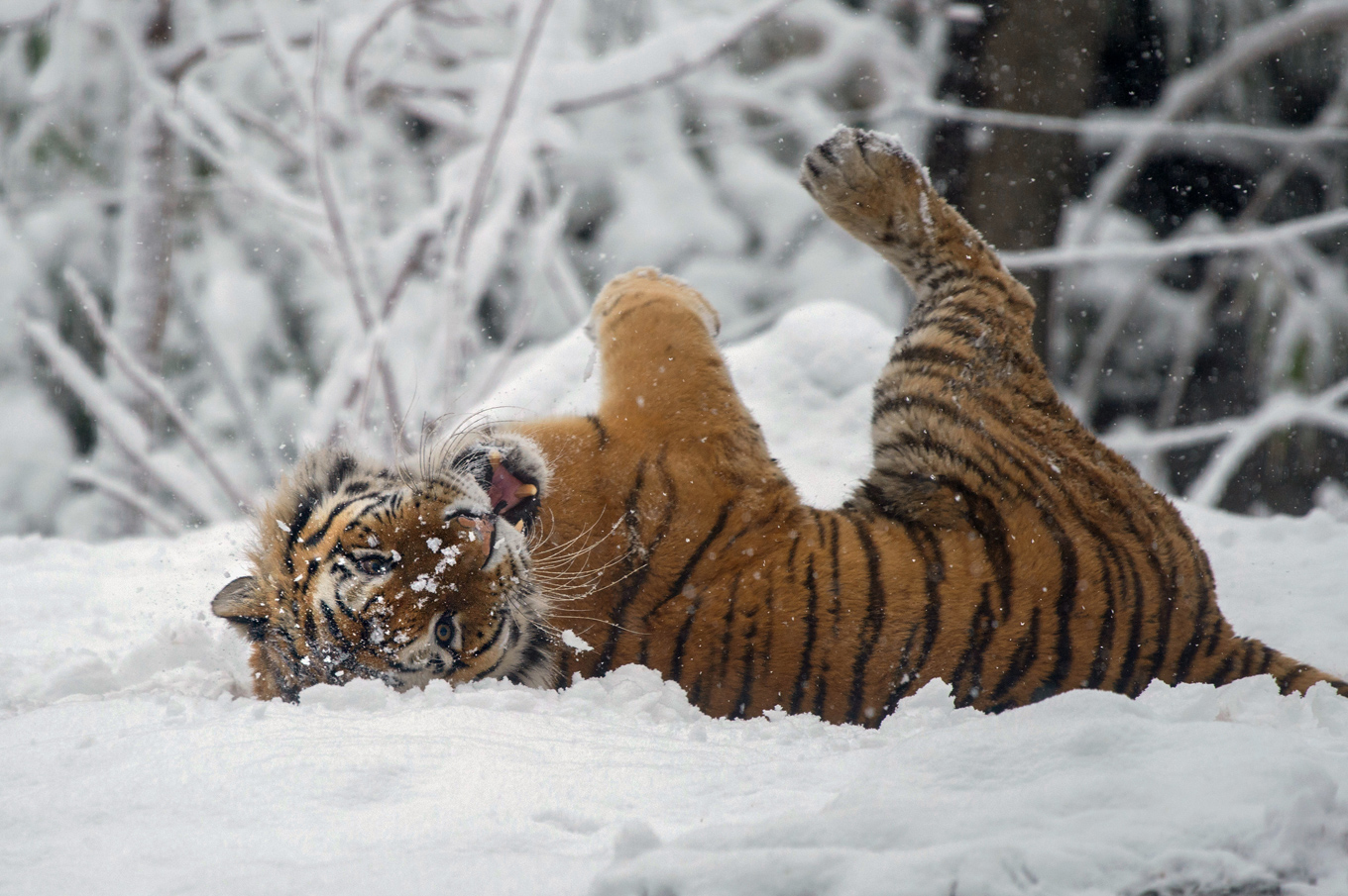 Amur tiger in the snow. Photo credit: Julie Larsen Maher Amur tiger in the snow. Photo credit: Julie Larsen Maher