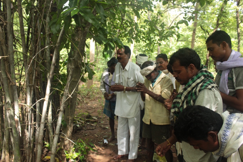 Sainu Gota and other Adivasis offer prayers at a sacred grove in Surjagad village of Gadchiroli on August 9, International Day of the World's Indigenous Peoples. Sainu Gota and other Adivasis offer prayers at a sacred grove in Surjagad village of Gadchiroli on August 9, International Day of the World's Indigenous Peoples.