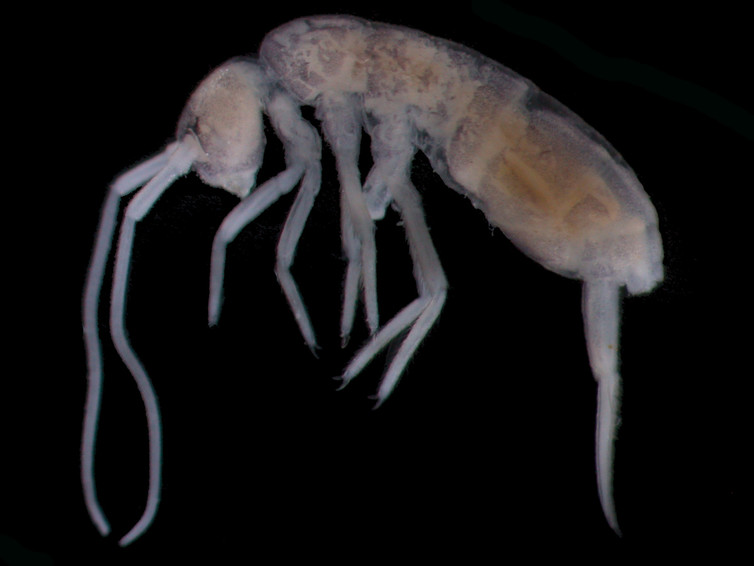 Plutomurus ortobalaganensis. Enrique Baquero/Wikimedia, CC BY-SA Plutomurus ortobalaganensis. Enrique Baquero/Wikimedia, CC BY-SA