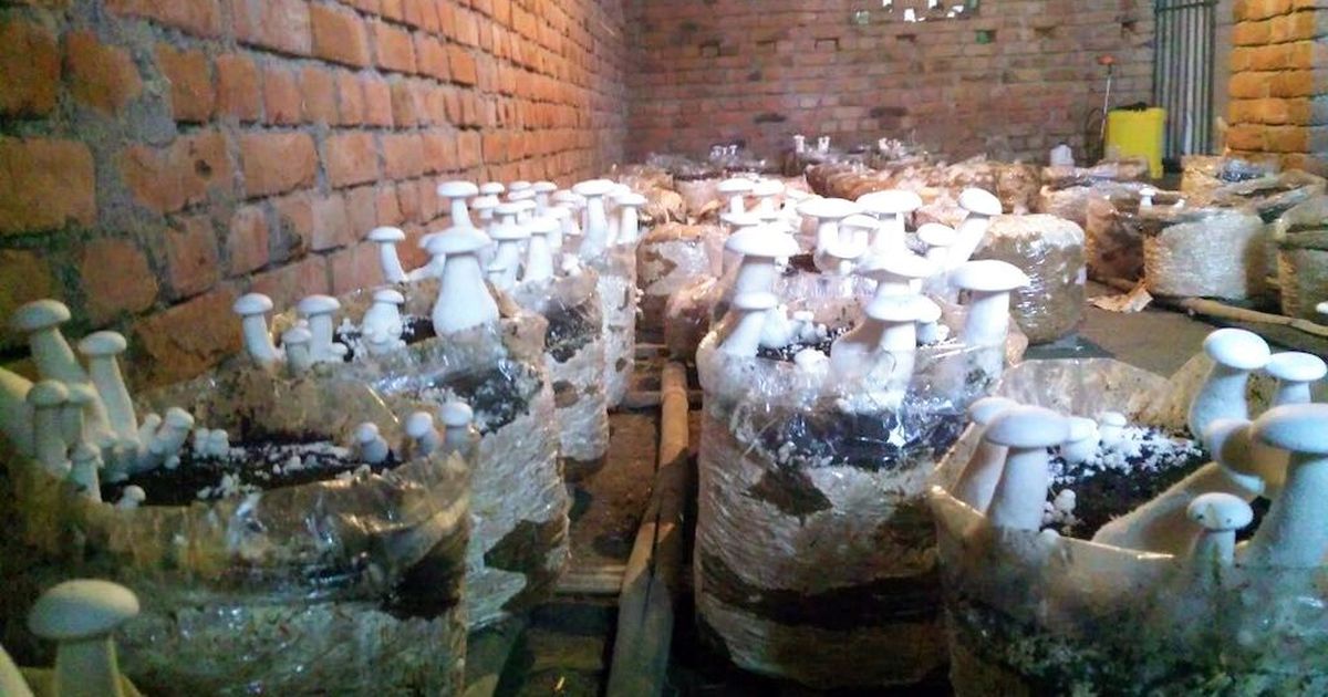 Growing mushroom indoor in Anantpur, Nalanda. Photo credit: Mohd Imran Khan Growing mushroom indoor in Anantpur, Nalanda. Photo credit: Mohd Imran Khan