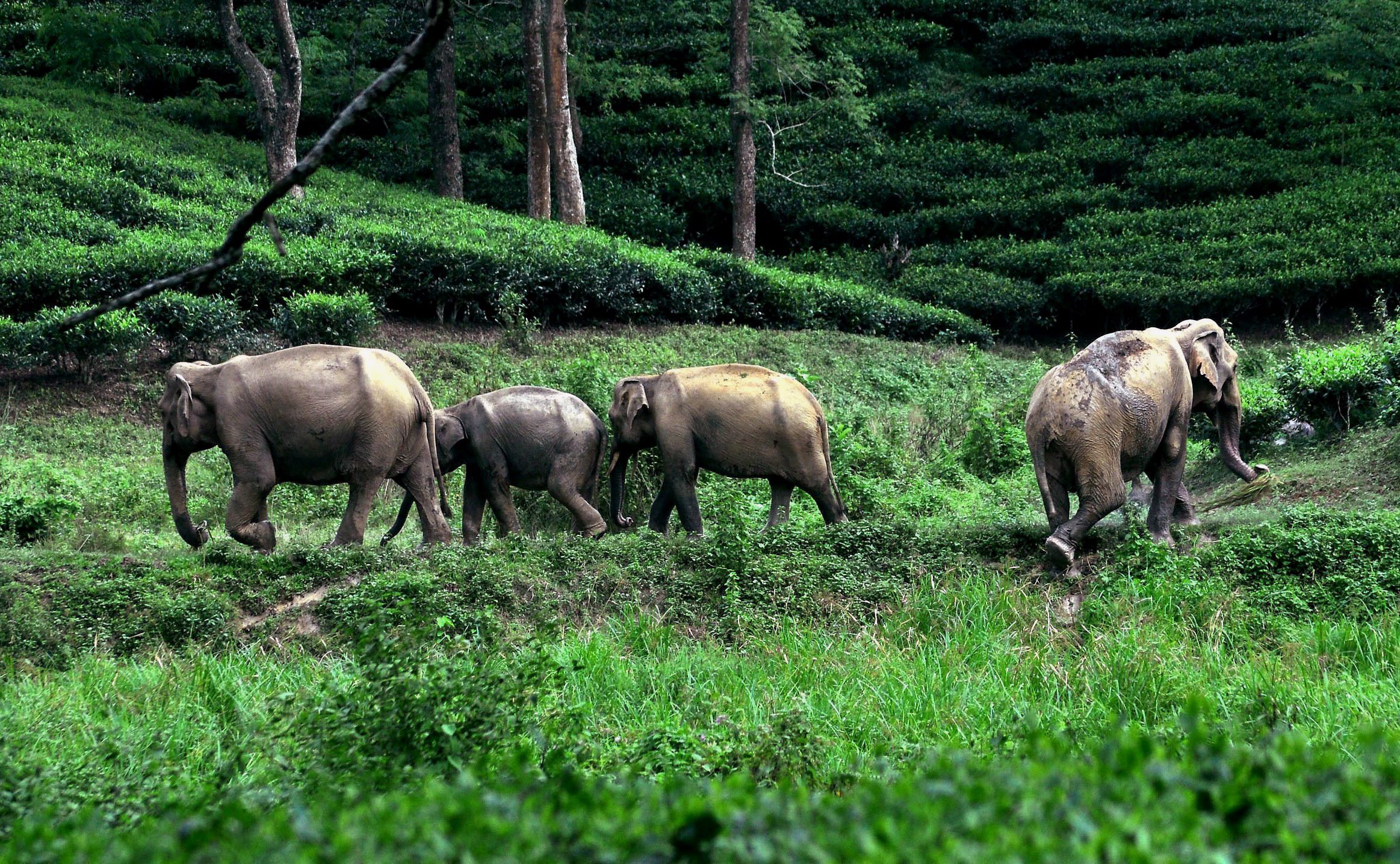 Elephants take shelter on higher ground at the Kaziranga National Park. (Credit: PTI) Elephants take shelter on higher ground at the Kaziranga National Park. (Credit: PTI)