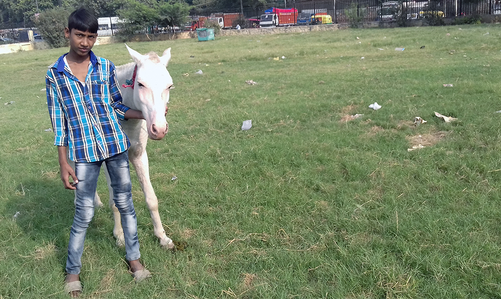 Mohammad Aalim, who gives mule rides at Ramleela Maidan, hopes the protestors will come to the venue and give him more business. Mohammad Aalim, who gives mule rides at Ramleela Maidan, hopes the protestors will come to the venue and give him more business.