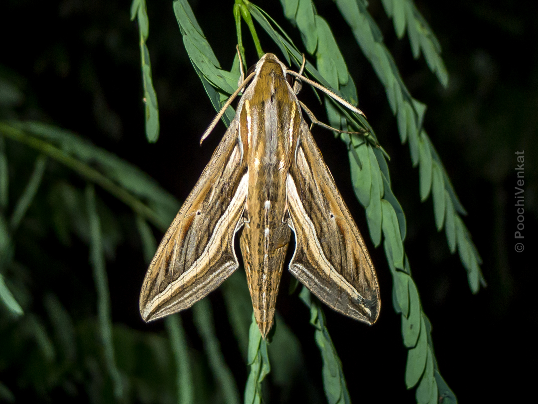 Hawk Moth. Credit: Poochi Venkat Hawk Moth. Credit: Poochi Venkat