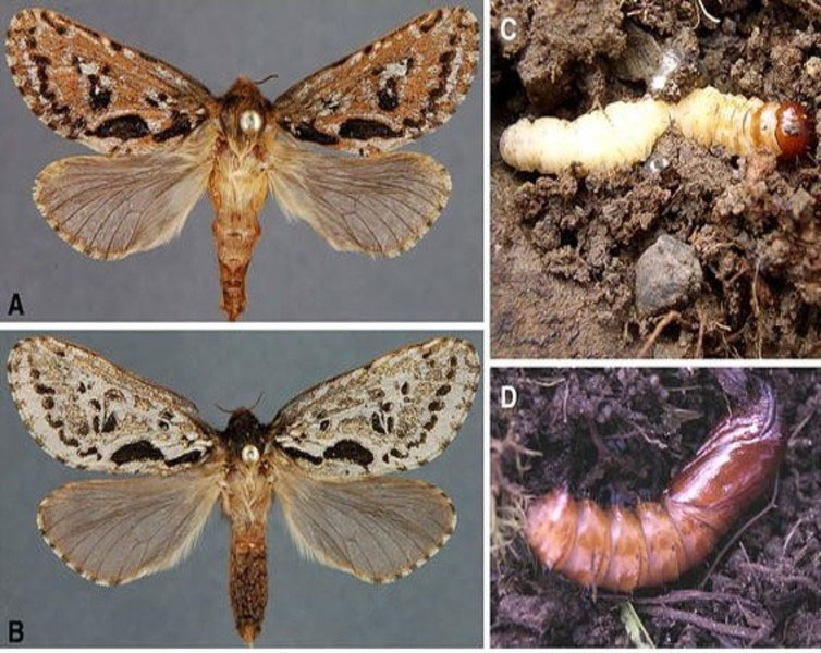 (A) Male adult moth; (B) Female adult moth; © Late-instar larva; (D) Pupa. Photo credit: Cannon et al., 2009 (A) Male adult moth; (B) Female adult moth; © Late-instar larva; (D) Pupa. Photo credit: Cannon et al., 2009