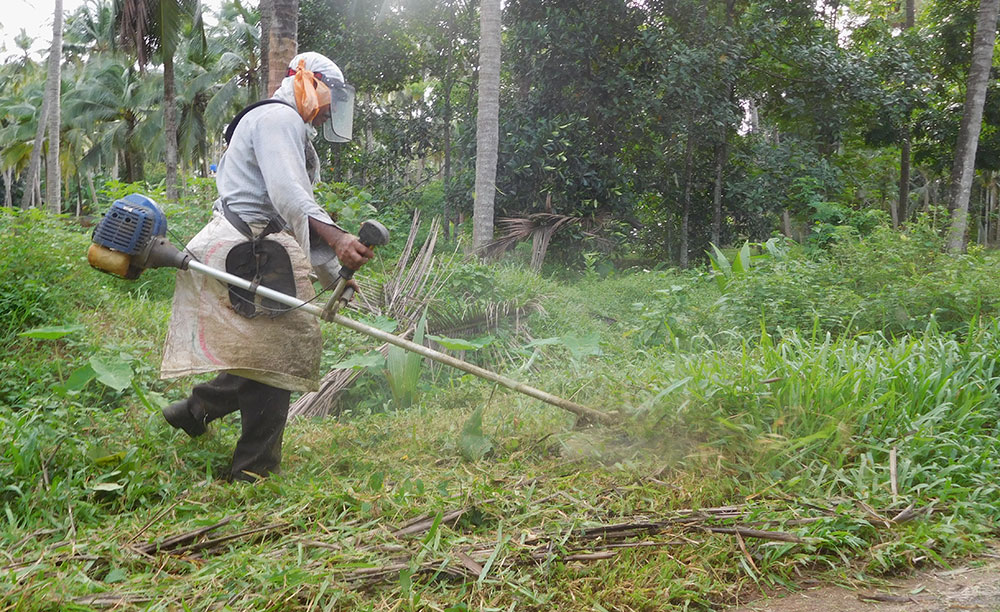 Cleaning in progress in Koorachundu. (Photo: TA Ameerudheen) Cleaning in progress in Koorachundu. (Photo: TA Ameerudheen)