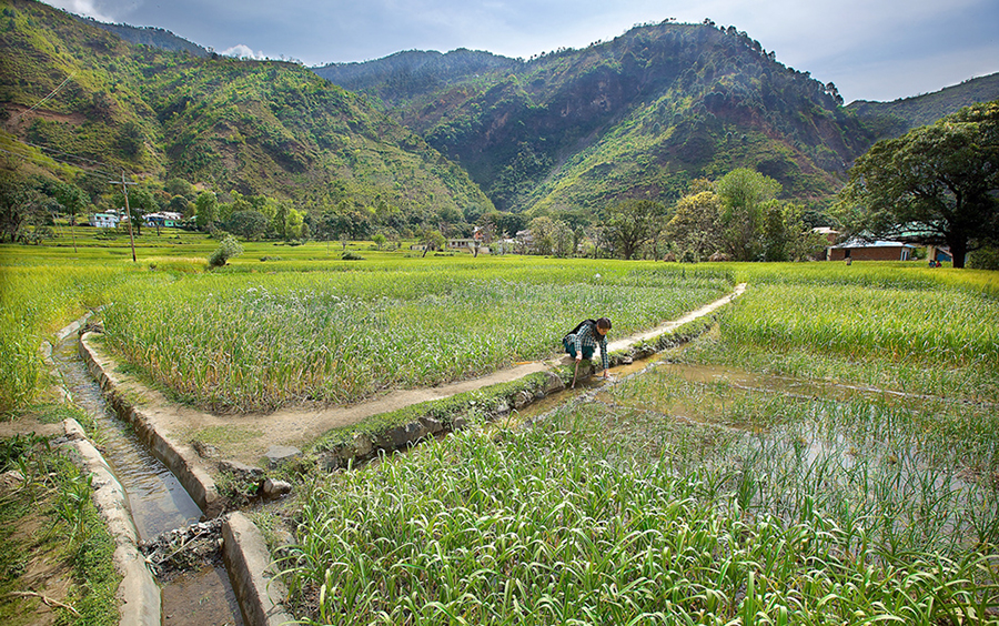 Distribution Irrigation Channels from kuhl water agricultural fields. Photo credit: Akshay Jasrotia Distribution Irrigation Channels from kuhl water agricultural fields. Photo credit: Akshay Jasrotia