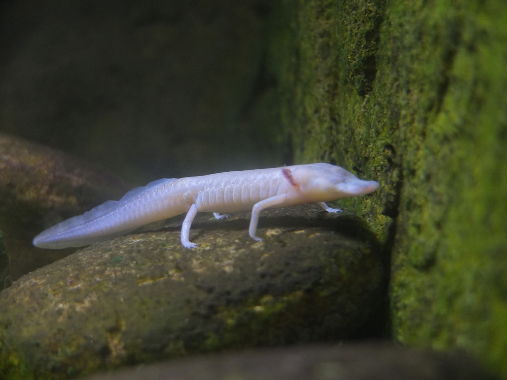 Texas blind salamander. John Perry/Flickr, CC BY-SA Texas blind salamander. John Perry/Flickr, CC BY-SA