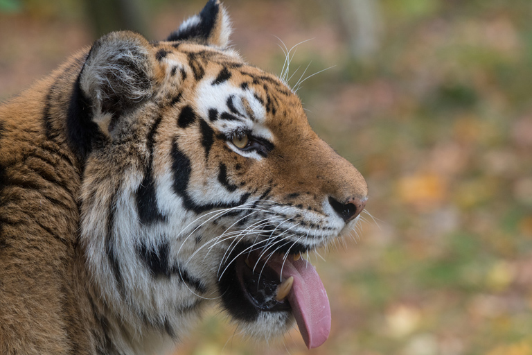 Amur tiger in the fall. Photo credit: Julie Larsen Maher Amur tiger in the fall. Photo credit: Julie Larsen Maher
