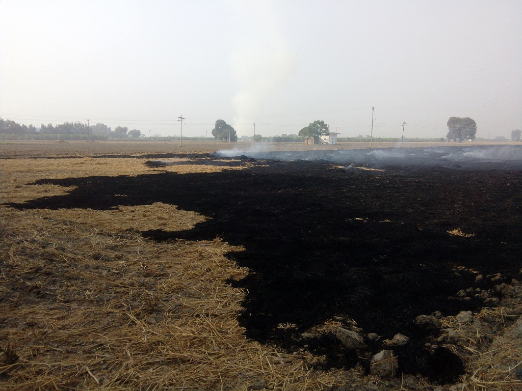 02.45 PM Nov 8: Paddy stub burnt in a field in Dhahan. 02.45 PM Nov 8: Paddy stub burnt in a field in Dhahan.