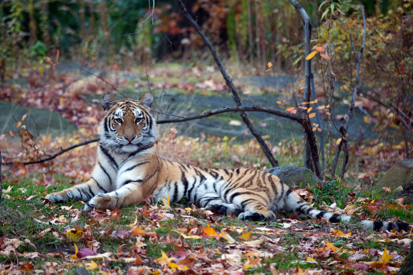 Amur tiger. Photo credit: Julie Larsen Maher Amur tiger. Photo credit: Julie Larsen Maher