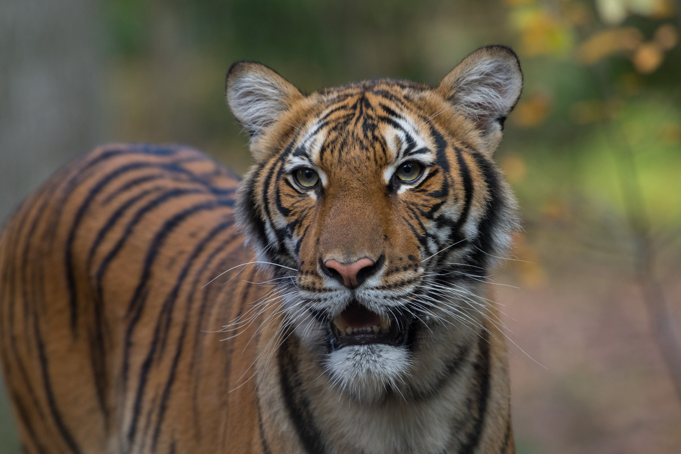 Malayan tiger. Photo credit: Julie Larsen Maher Malayan tiger. Photo credit: Julie Larsen Maher
