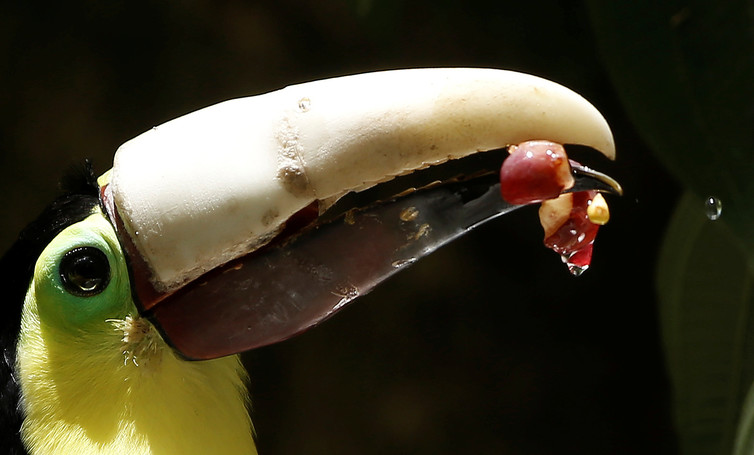 Having lost most of his upper beak in an attack, a toucan eats with his new 3D-printed beak in Costa Rica. Image Credits: Juan Carlos Ulate/Reuters Having lost most of his upper beak in an attack, a toucan eats with his new 3D-printed beak in Costa Rica. Image Credits: Juan Carlos Ulate/Reuters