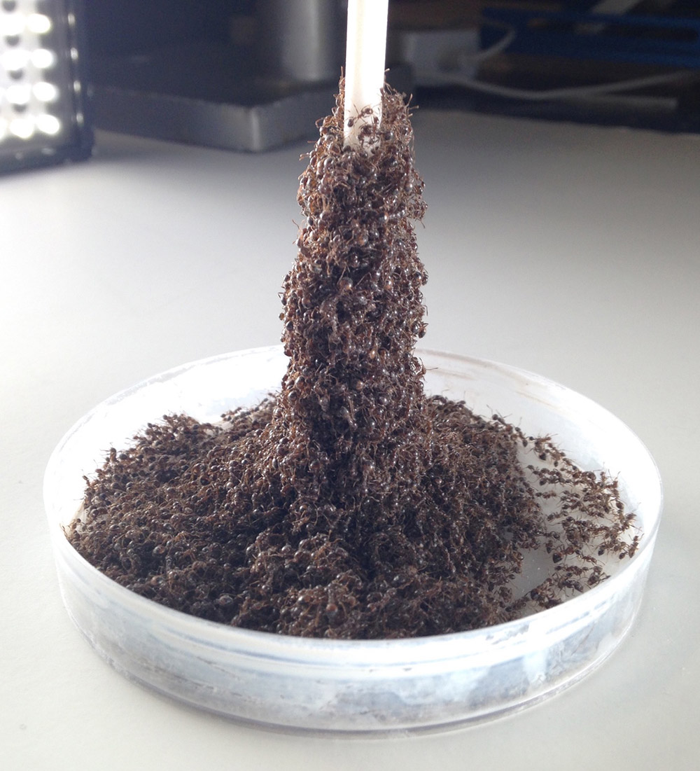 Fire ants forming a tower around a narrow pole. Georgia Tech, CC BY-ND Fire ants forming a tower around a narrow pole. Georgia Tech, CC BY-ND