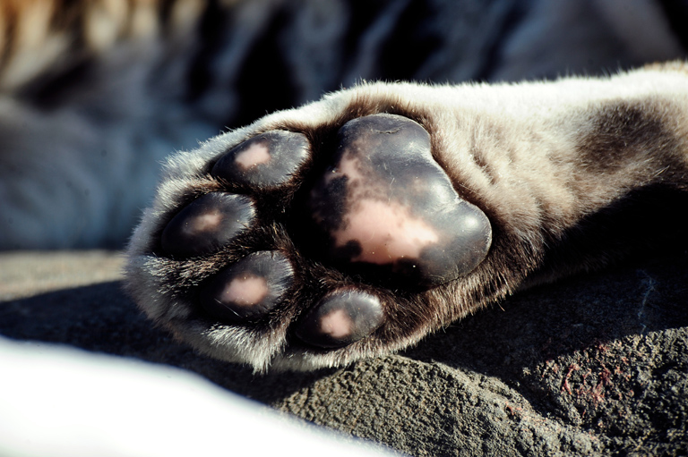 Amur tiger paw. Photo credit: Julie Larsen Maher Amur tiger paw. Photo credit: Julie Larsen Maher