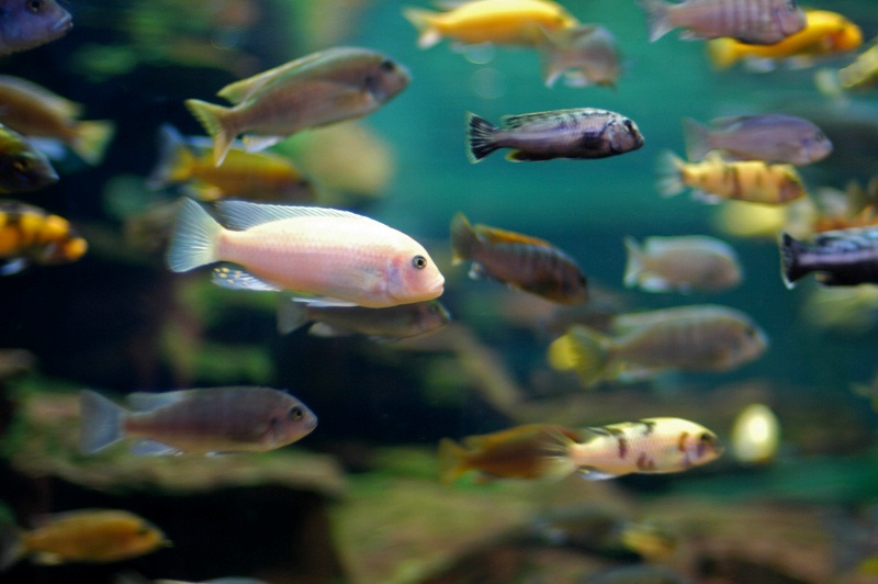 Cichlids are one of the most diverse groups of vertebrates. Jeff Kubina, CC BY-SA Cichlids are one of the most diverse groups of vertebrates. Jeff Kubina, CC BY-SA