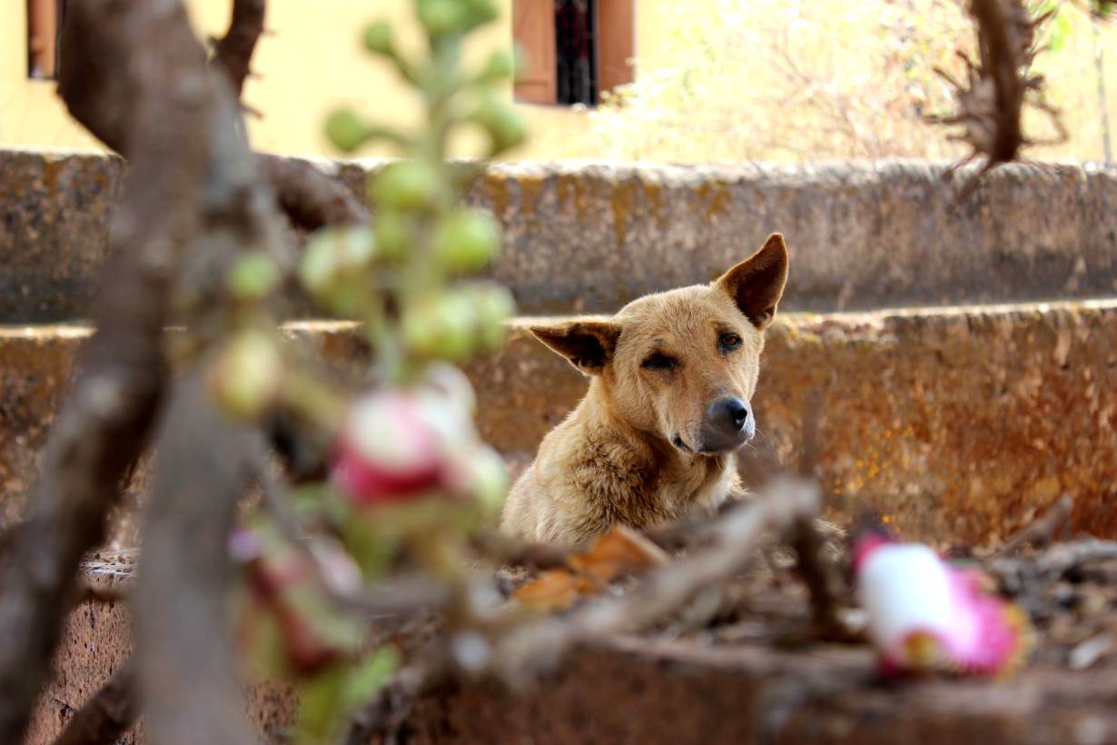 A dog rests under the patchy shade of a tree along a road in the city of Bhubaneswar, in India’s eastern state of Odisha, April 3, 2016. Thomson Reuters Foundation/Manipadma Jena A dog rests under the patchy shade of a tree along a road in the city of Bhubaneswar, in India’s eastern state of Odisha, April 3, 2016. Thomson Reuters Foundation/Manipadma Jena