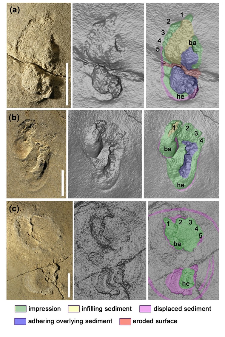 Trachilos footprints. Photo credit: Author provided Trachilos footprints. Photo credit: Author provided