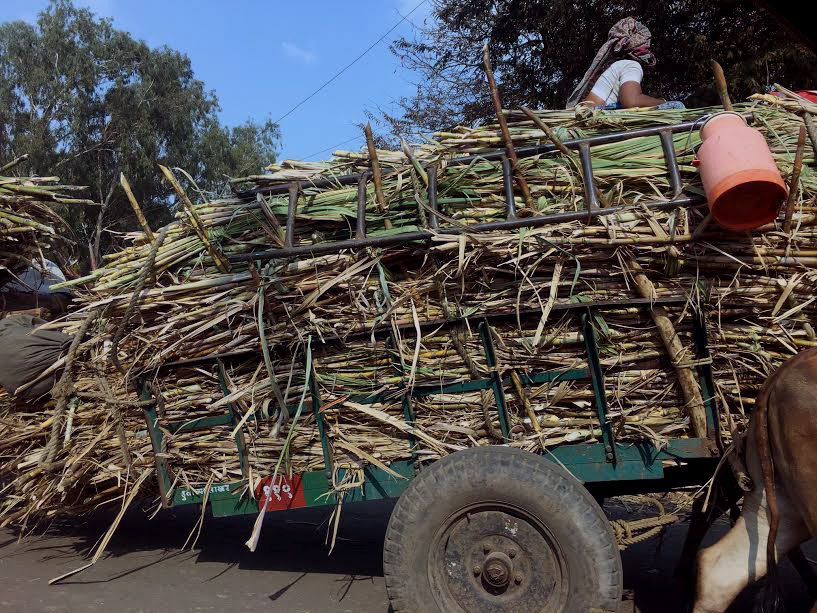 Sugar cane, grapes and turmeric are grown widely in Sangli. Sugar cane, grapes and turmeric are grown widely in Sangli.