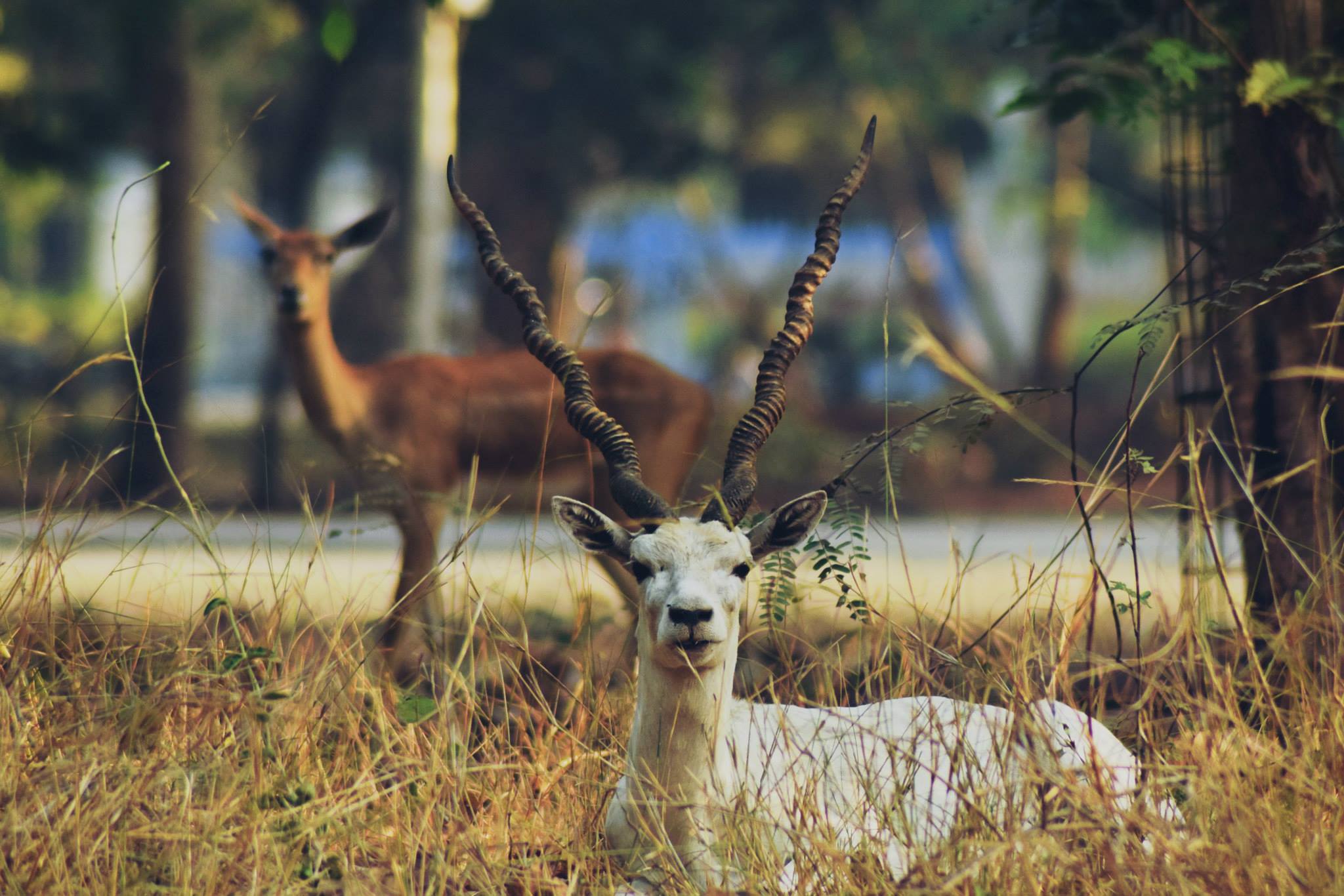 A rare white blackbuck on the IIT campus. (Photo credit: Saarang, IIT-Madras, via Facebook). A rare white blackbuck on the IIT campus. (Photo credit: Saarang, IIT-Madras, via Facebook).
