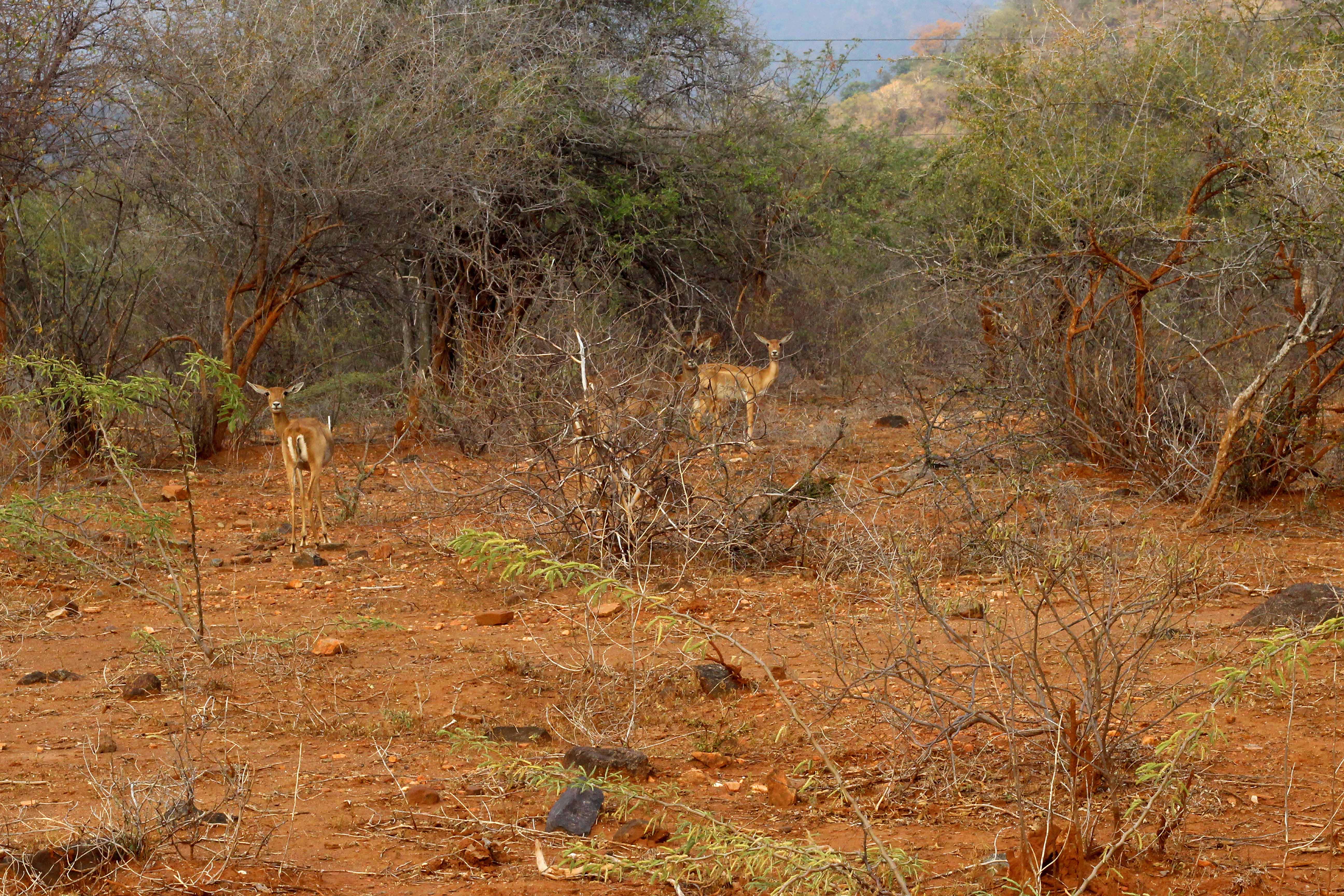Black bucks stand amid prosopis plants in the Sathyamangalam Tiger Reserve. Photo credit: Sibi Arasu Black bucks stand amid prosopis plants in the Sathyamangalam Tiger Reserve. Photo credit: Sibi Arasu