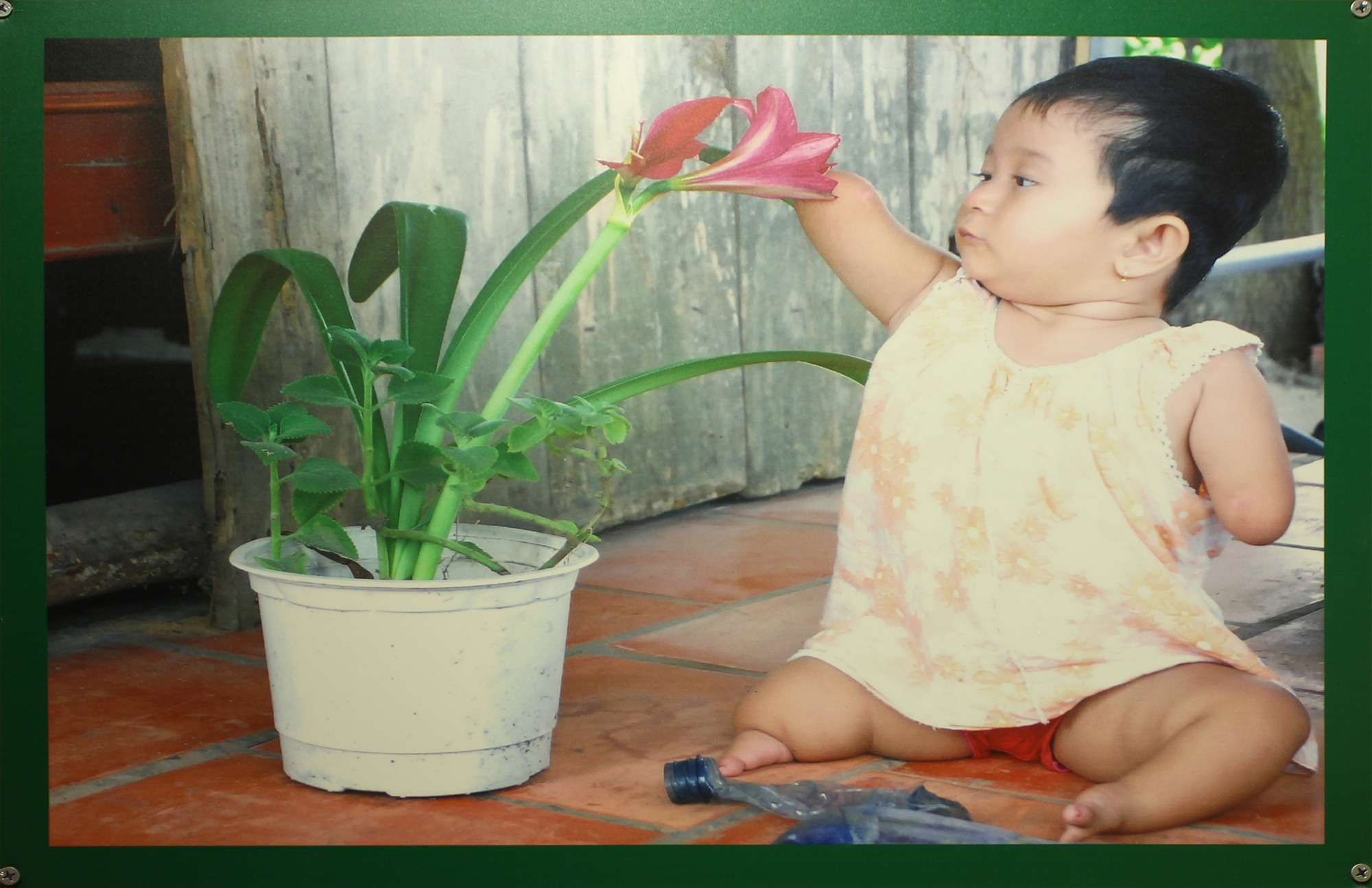 A young Hoai, probably two years old, reaches out for a flower. (Image: War Remnants Museum) A young Hoai, probably two years old, reaches out for a flower. (Image: War Remnants Museum)