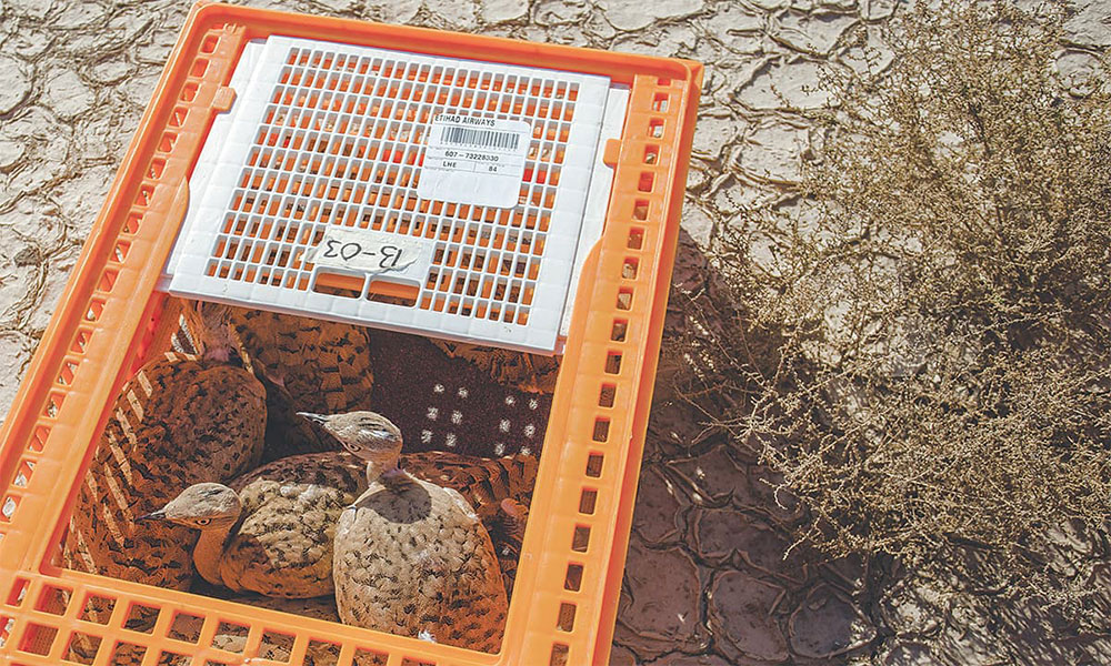 Captive bred houbara bustards brought in from the UAE to Pakistan | Mohammad Ali, White Star Captive bred houbara bustards brought in from the UAE to Pakistan | Mohammad Ali, White Star