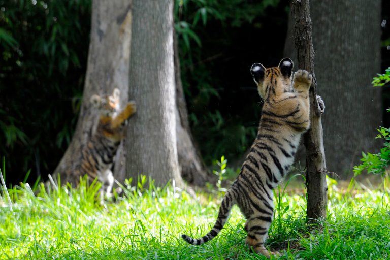 Malayan tiger cub at play. Photo credit: Julie Larsen Maher Malayan tiger cub at play. Photo credit: Julie Larsen Maher