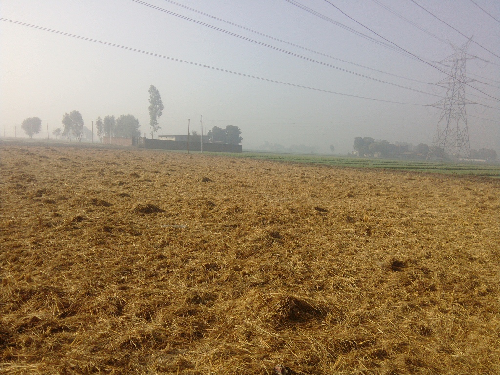 Parali spread for burning later in the day at a field in Jandiala on November 8. Parali spread for burning later in the day at a field in Jandiala on November 8.