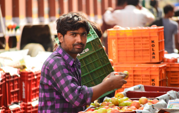 A wholesaler inspecting the tomatoes at the Agriculture Produce Market Committee market in Kolar, Karnataka. Image Credits: Prabhu Mallikarjunan A wholesaler inspecting the tomatoes at the Agriculture Produce Market Committee market in Kolar, Karnataka. Image Credits: Prabhu Mallikarjunan