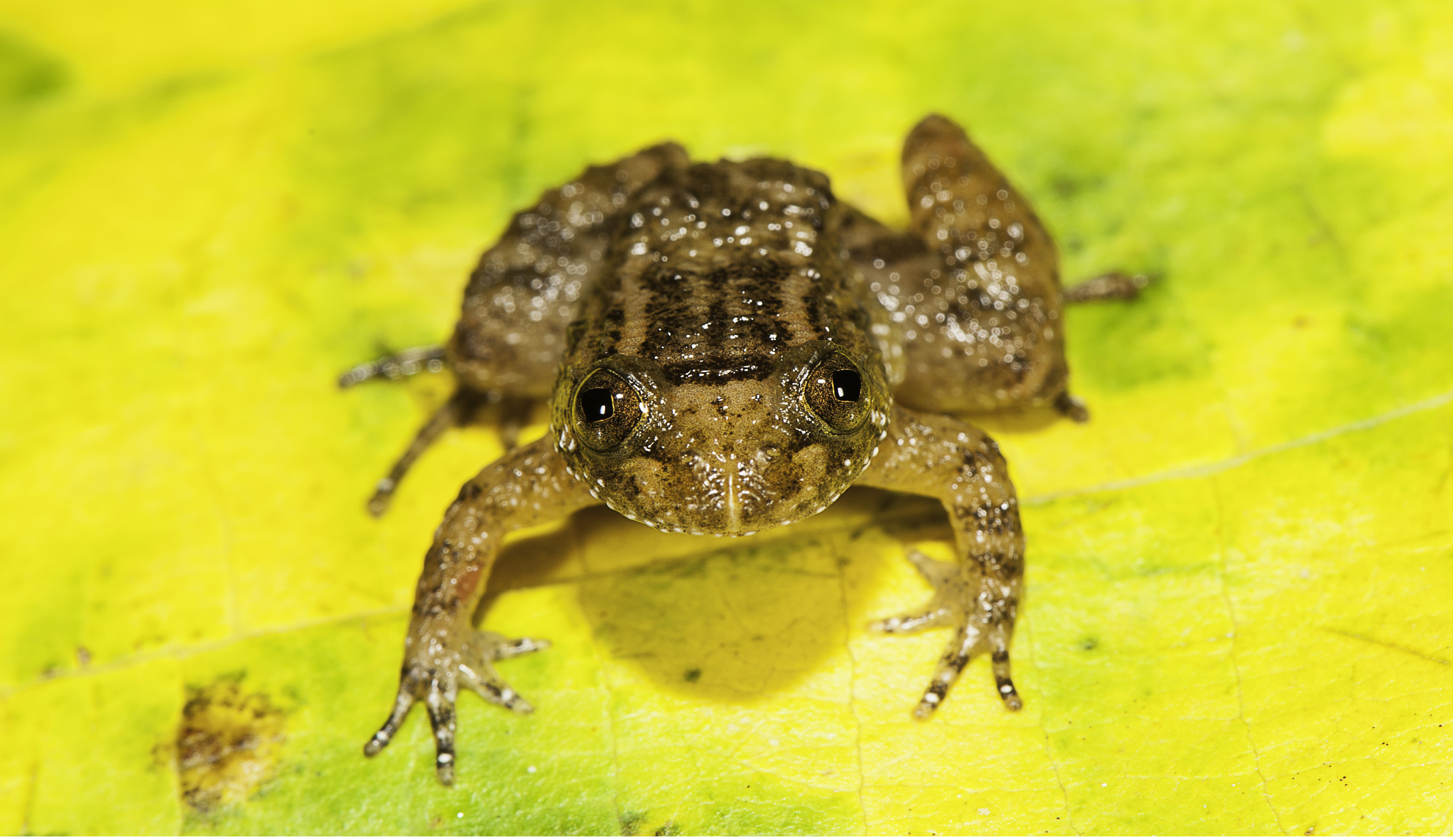 Athirappilly night frog (Nyctibatrachus athirappillyensis), new species discovered from areas adjoining the Athirappilly waterfall, site for a proposed hydroelectric project. (Photo credit: SD Biju). Athirappilly night frog (Nyctibatrachus athirappillyensis), new species discovered from areas adjoining the Athirappilly waterfall, site for a proposed hydroelectric project. (Photo credit: SD Biju).