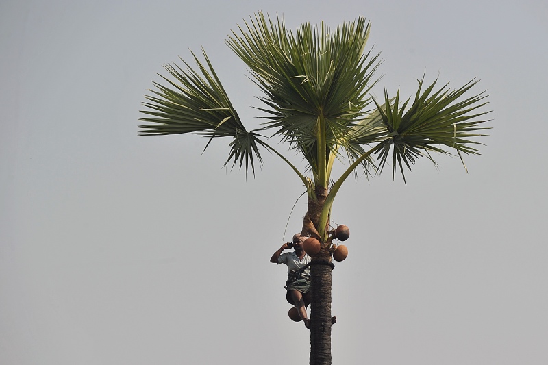 An Indian toddy tapper in Telangana’s Nalgonda district. Photo credit: Noah Seelam/AFP. An Indian toddy tapper in Telangana’s Nalgonda district. Photo credit: Noah Seelam/AFP.