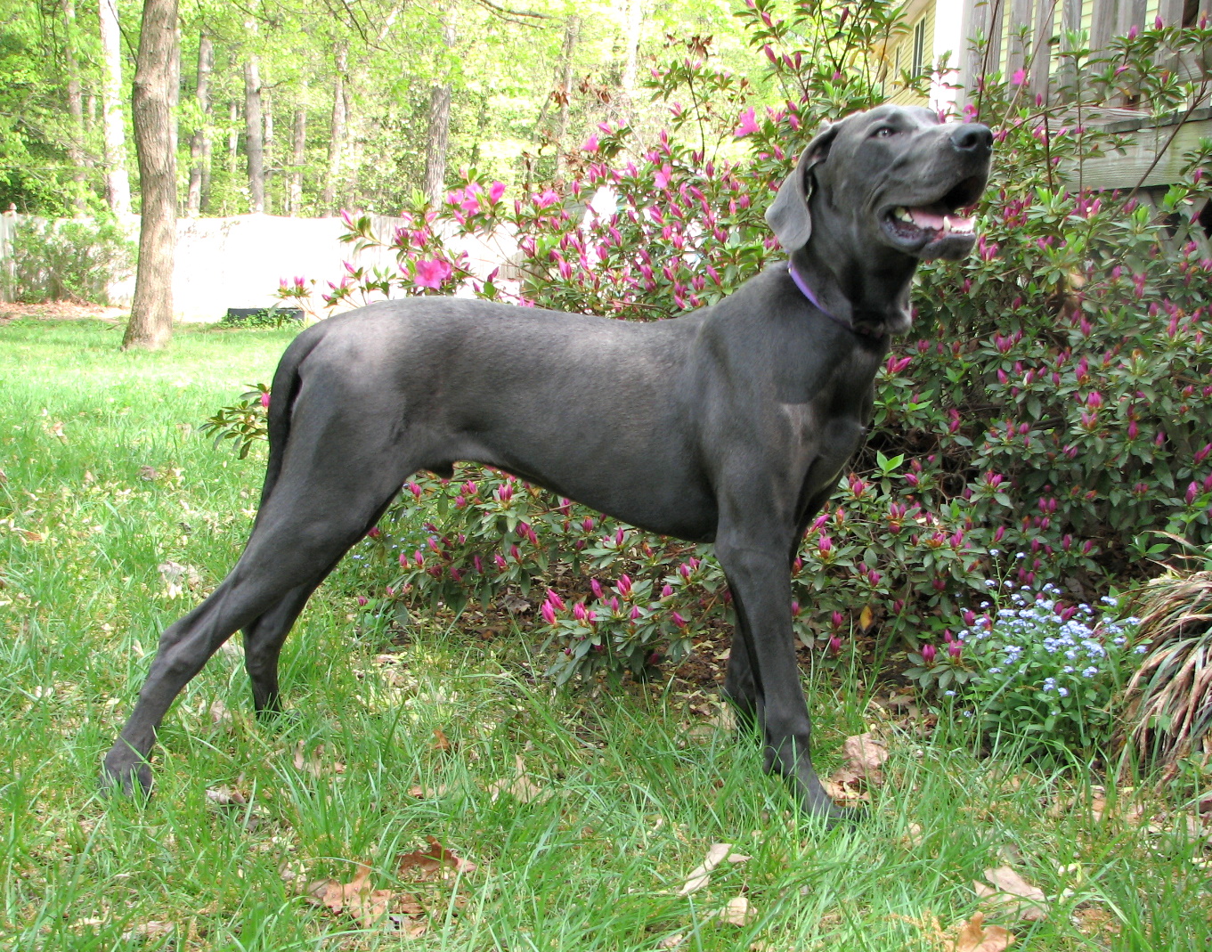 A great Dane. Credit: Wikimedia Commons A great Dane. Credit: Wikimedia Commons