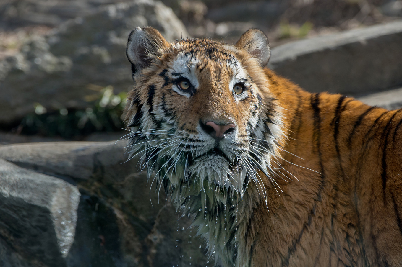 Amur tiger in the winter. Photo credit: Julie Larsen Maher Amur tiger in the winter. Photo credit: Julie Larsen Maher