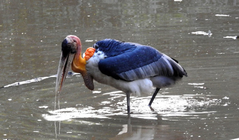 A Greater Adjutant stork wading in Kaziranga National Park, Assam. Image Credit: Dr. Raju Kasambe, CC BY-SA 4.0 A Greater Adjutant stork wading in Kaziranga National Park, Assam. Image Credit: Dr. Raju Kasambe, CC BY-SA 4.0