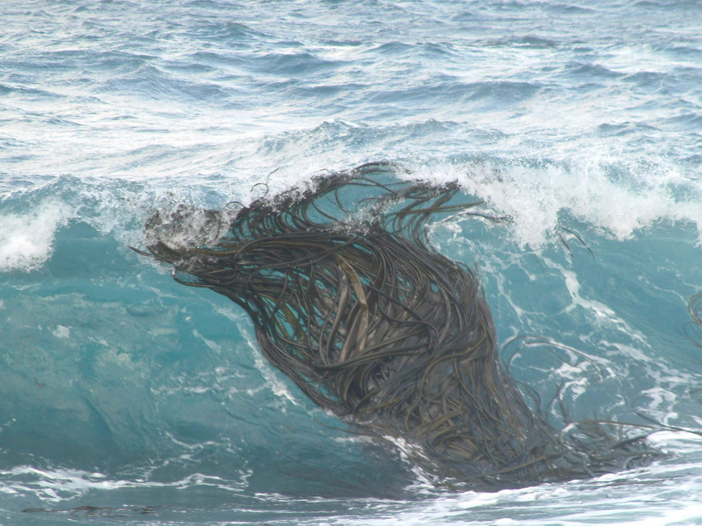 Southern bull-kelp grows abundantly in the sub-Antarctic but can drift long distances at sea. Source: Ceridwen Fraser, Author provided. Southern bull-kelp grows abundantly in the sub-Antarctic but can drift long distances at sea. Source: Ceridwen Fraser, Author provided.
