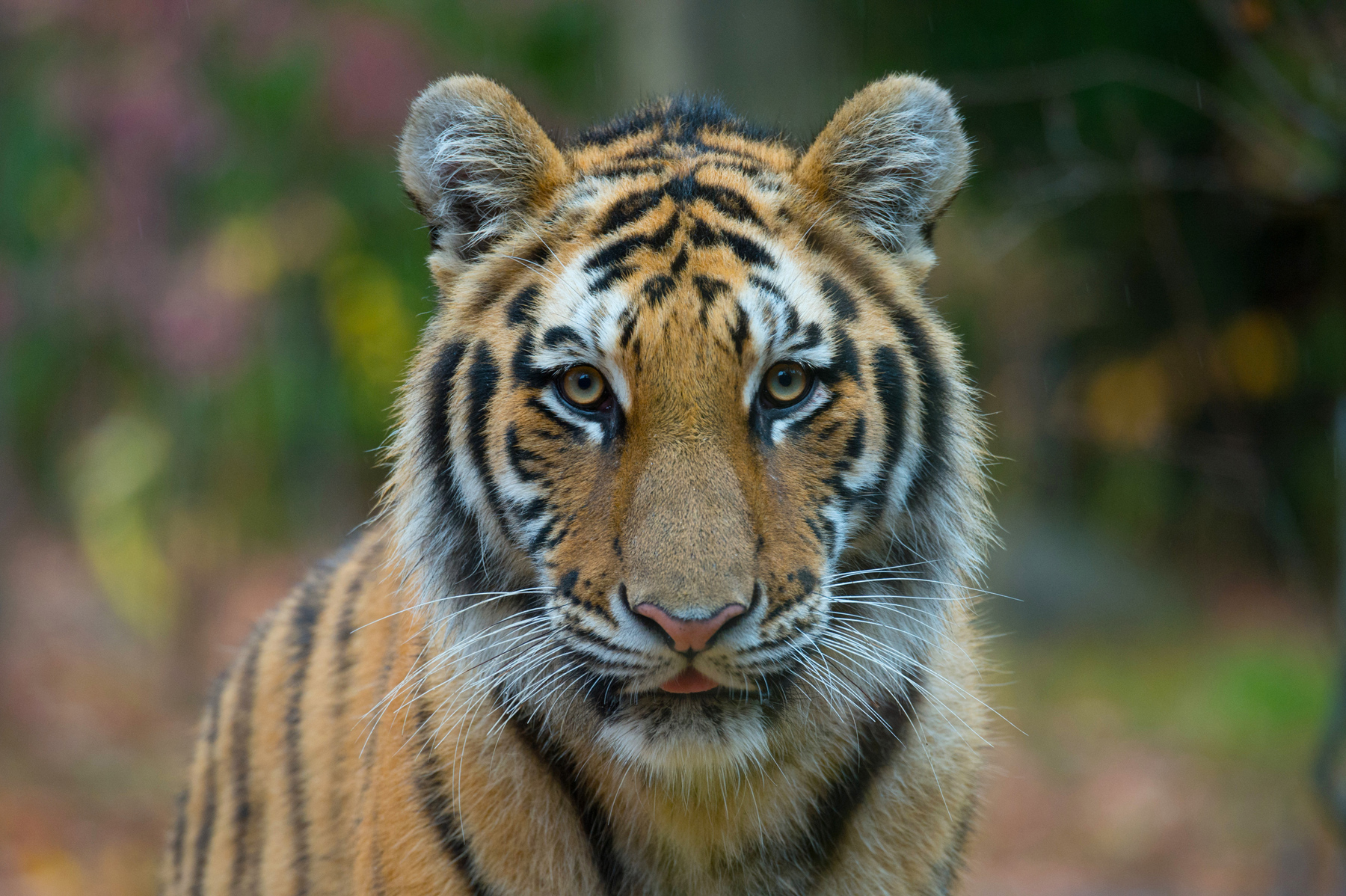 Amur tiger. Photo credit: Julie Larsen Maher Amur tiger. Photo credit: Julie Larsen Maher